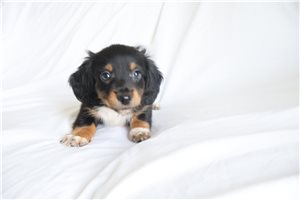 Bentley - puppy for sale