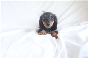 Chace - Dachshund, Mini for sale