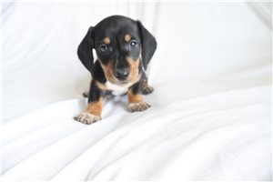 Hunter - Dachshund, Mini for sale