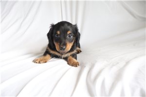Chace - Dachshund, Mini for sale