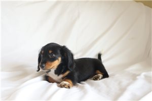 Bentley - Dachshund, Mini for sale