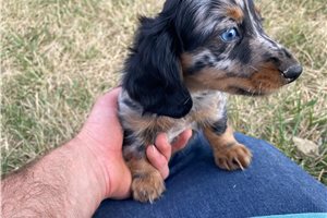 Lilac - Dachshund, Mini for sale