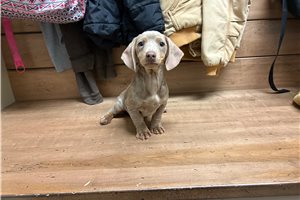 Lulu - puppy for sale