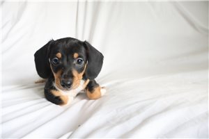 Charlie - puppy for sale