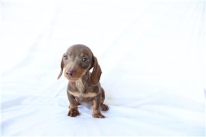 Lily - Dachshund, Mini for sale