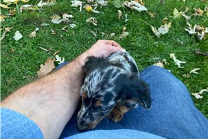 Lilac - Dachshund, Mini for sale