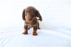 Jace - Dachshund, Mini for sale