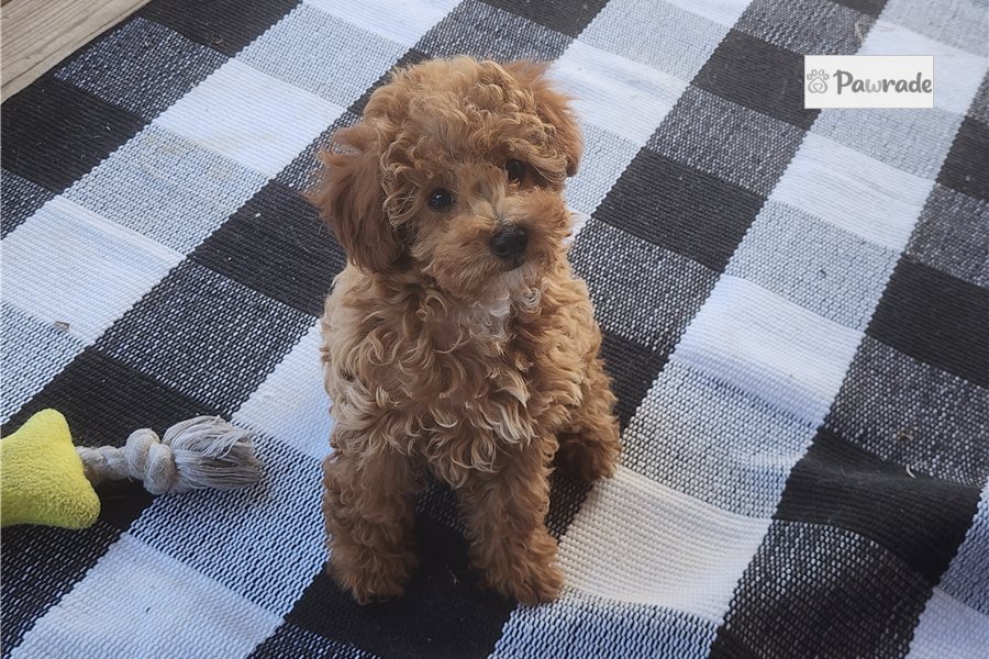 Blush - Miniature Poodle for sale