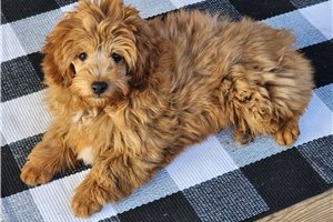 David - Aussiedoodle for sale