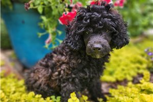 Becky - Aussiedoodle for sale