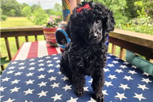 Blossom - Aussiedoodle for sale