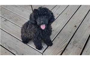 Becky - Aussiedoodle for sale