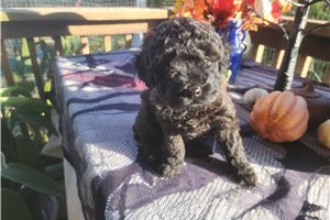 Drucilla - Aussiedoodle for sale