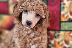 Delilah - Aussiedoodle for sale
