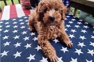 Arrow - Aussiedoodle for sale