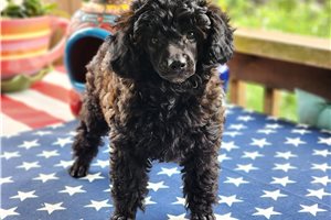 Becky - Aussiedoodle for sale