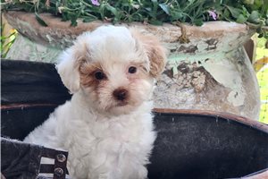 Diana - puppy for sale