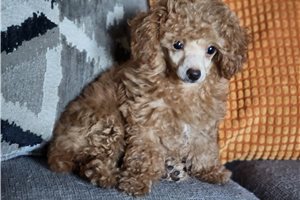 Gigi - Chi-Poo - Chipoo for sale