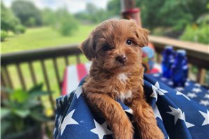Dottie - puppy for sale