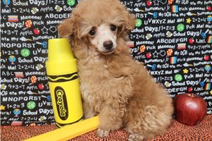 Top 5 Chi-Poo Puppies for Sale in Los Angeles, CA | Pawrade.com
