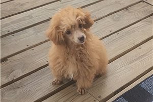 Gigi - Chi-Poo for sale