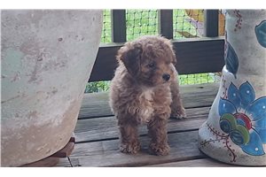 Dawn - Chi-Poo - Chipoo for sale