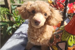 Gigi - Chi-Poo for sale