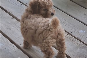 Dawn - Chi-Poo - Chipoo for sale