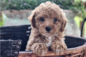 Top 7 Chi-Poo Puppies for Sale in Massachusetts | Pawrade.com