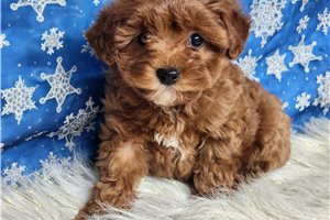 Genevieve - Chi-Poo - Chipoo for sale