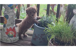 Dawn - Chi-Poo - Chipoo for sale