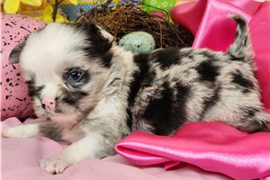 Genevieve - Chihuahua for sale