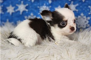 Winter - Chihuahua for sale