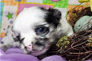 Genevieve - Chihuahua for sale