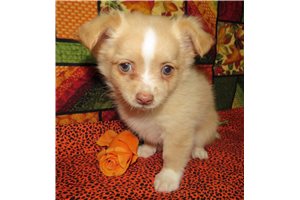Graham - Chihuahua for sale