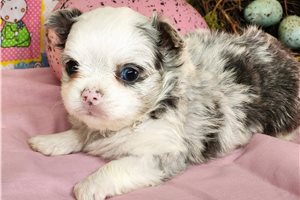 Gemma - Chihuahua for sale