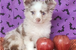 Quakers - Chihuahua for sale