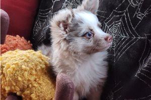 Quakers - Chihuahua for sale