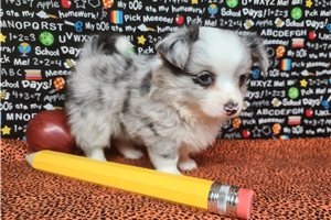 Quintin - Chihuahua for sale