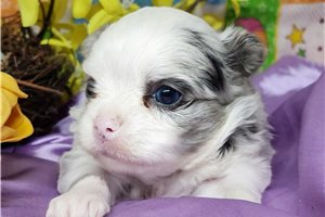 Gemma - puppy for sale