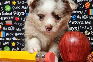 Quakers - Chihuahua for sale