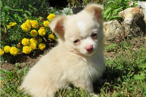 Grant - Chihuahua for sale