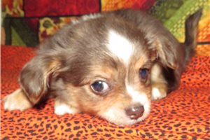 Gideon - Chihuahua for sale