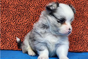 Quintin - puppy for sale