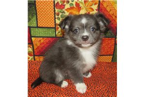 Gavin - Chihuahua for sale