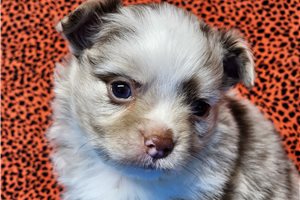 Quakers - Chihuahua for sale