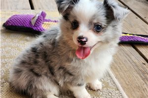 Quintin - Chihuahua for sale