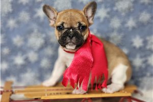 Britt - French Bulldog for sale