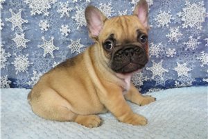 Dash - French Bulldog for sale