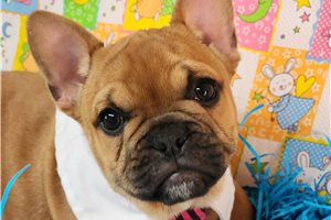 Naveen - French Bulldog for sale